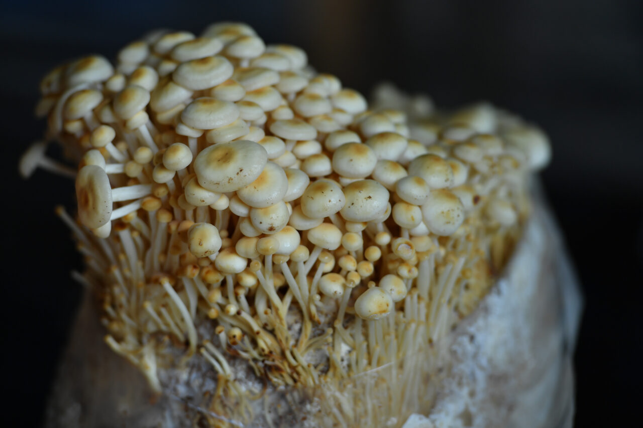 Enoki mushrooms grow at Mountain View Mushrooms in Hawley