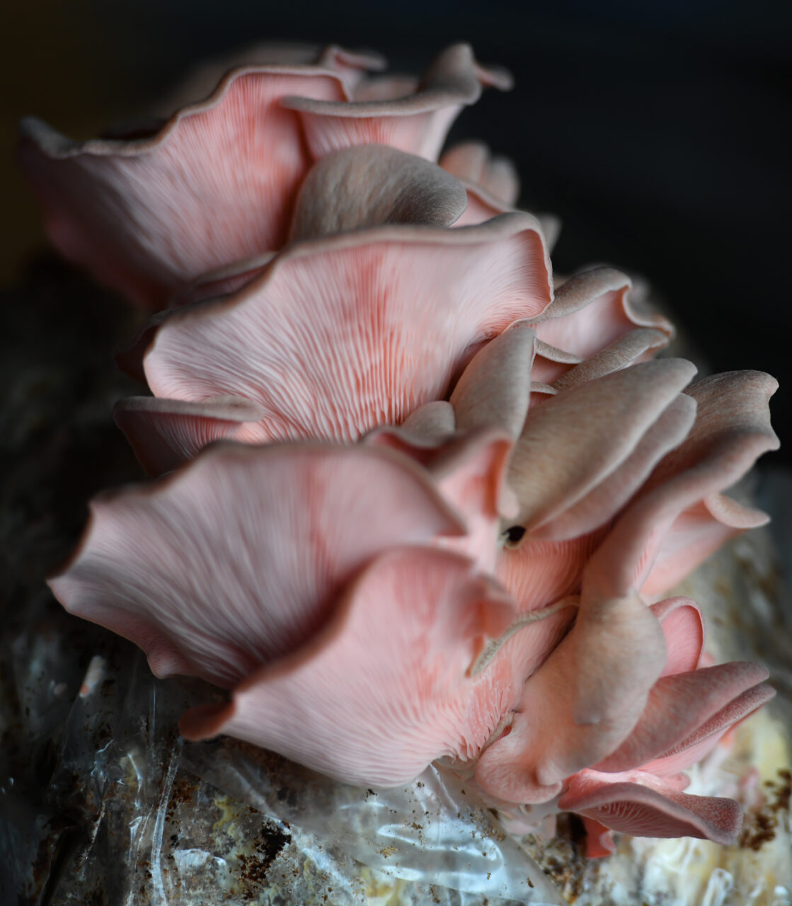 Pink oyster mushrooms grow at Mountain View Mushrooms in Hawley
