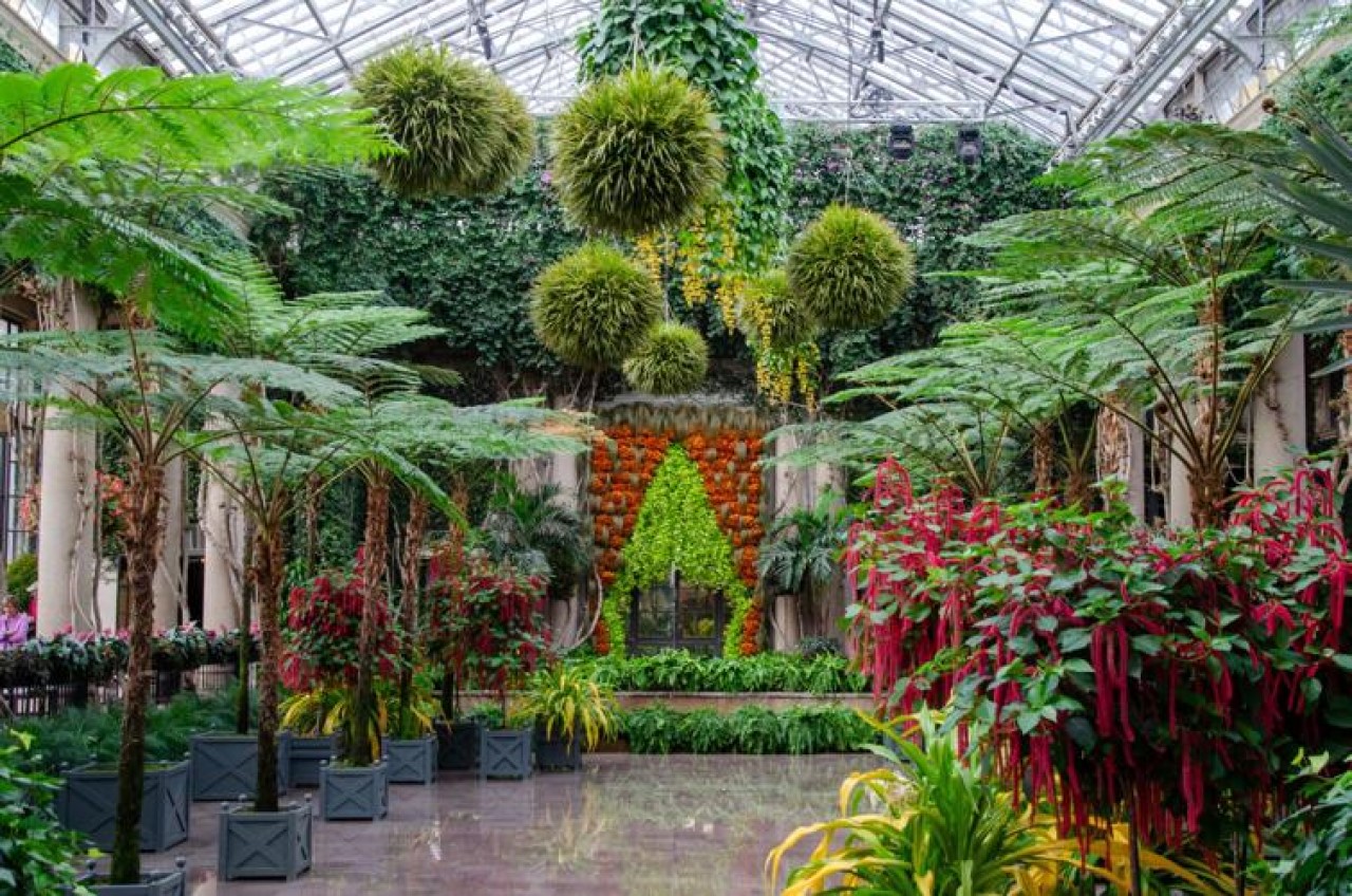 Longwood Garden's 1,000-flower chrysanthemum is almost ready | WITF, image size:1280x848