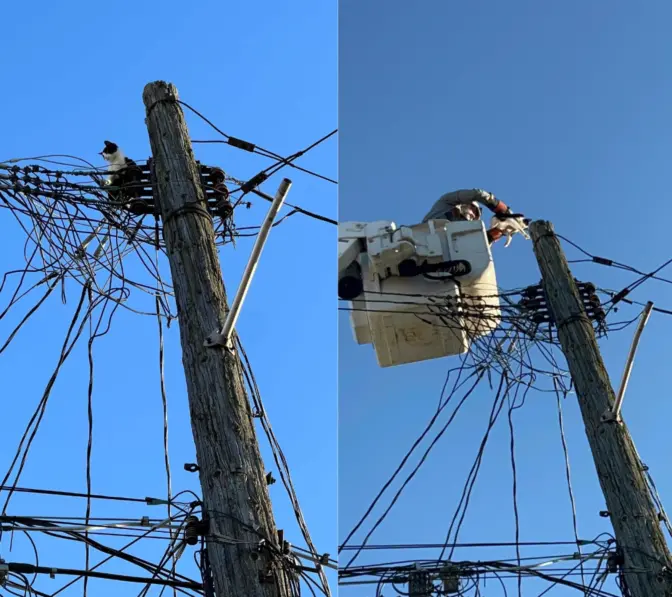 A cat was found on a utility pole in the parking lot of Lehigh Valley Center for Independent Living around noon. The cat was later rescued at about 5:30 p.m. by PPL.