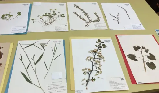 Examples of invasive plants at the herbarium in the Carnegie Museum of Natural History.