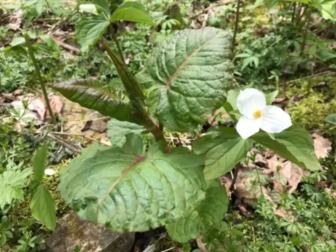 Japanese knotweed, on the left, can muscle out native plants like this trillium wildflower.
