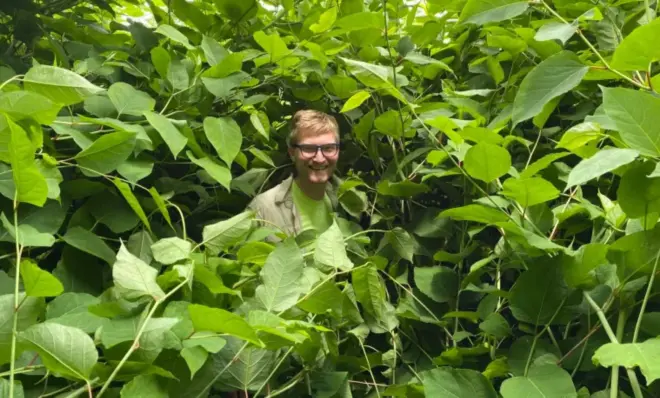 Mason Heberling, the Carnegie Museum of Natural History's Assistant Curator of Botany, stands in Japanese knotweed, an invasive plant that was originally planted in gardens. Now, it is taking over riverbanks and forests.
