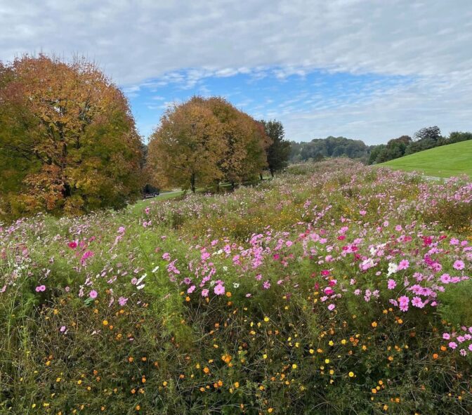 The Twin Oaks community in Chester Springs received funding to convert its lawn to a meadow. (Courtesy of Jim Freed)