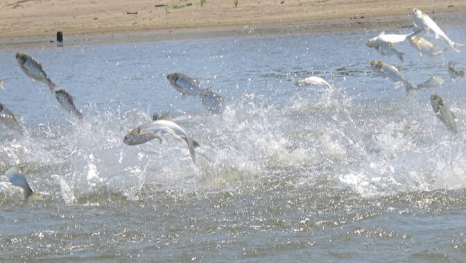 FILE - In this June 13, 2012 file photo, invasive carp, jolted by an electric current from a research boat, jump from the Illinois River near Havana, Ill. State and federal wildlife agencies have developed a new weapon to slow down invasive carp across the Great Lakes region: traitor fish. Over the last five years, agencies have worked to capture invasive carp in Lake Erie, the Illinois and Mississippi rivers, and implant them with transmitters. Floating receivers powered by the sun send real-time notifications when a tagged carp swims past. (AP Photo/John Flesher, file)