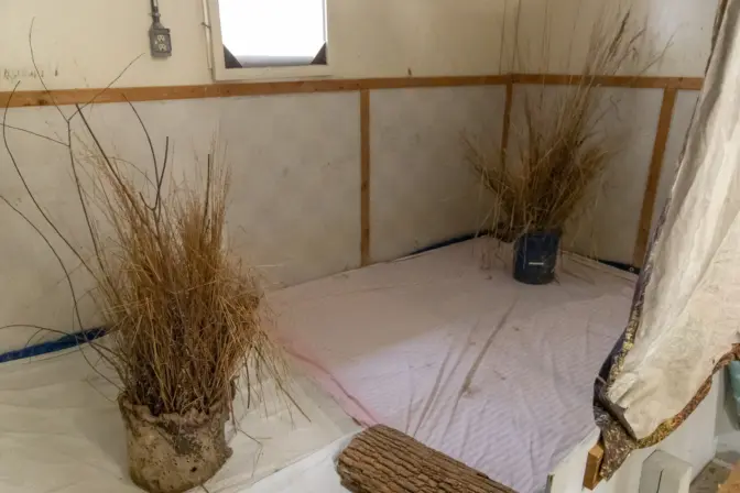 Volunteers at Tri-State Bird Rescue and Research use donated garden items, like yellow Indian grass from the Mt. Cuba Center, to create realistic habitat for Tri-State’s recovering patients. (Kimberly Paynter/WHYY)