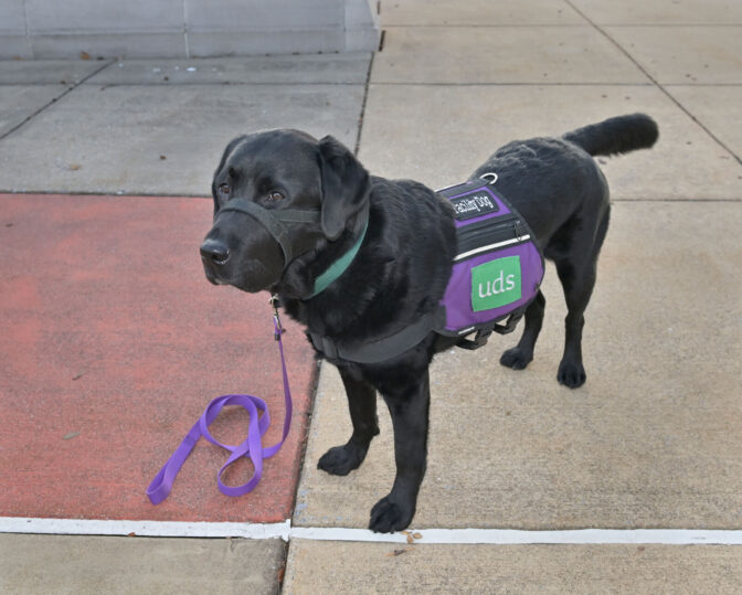 Murphy, 4, Elizabethtown Area High School's facility dog, is seen outside of the school on Friday, Oct. 13, 2023.