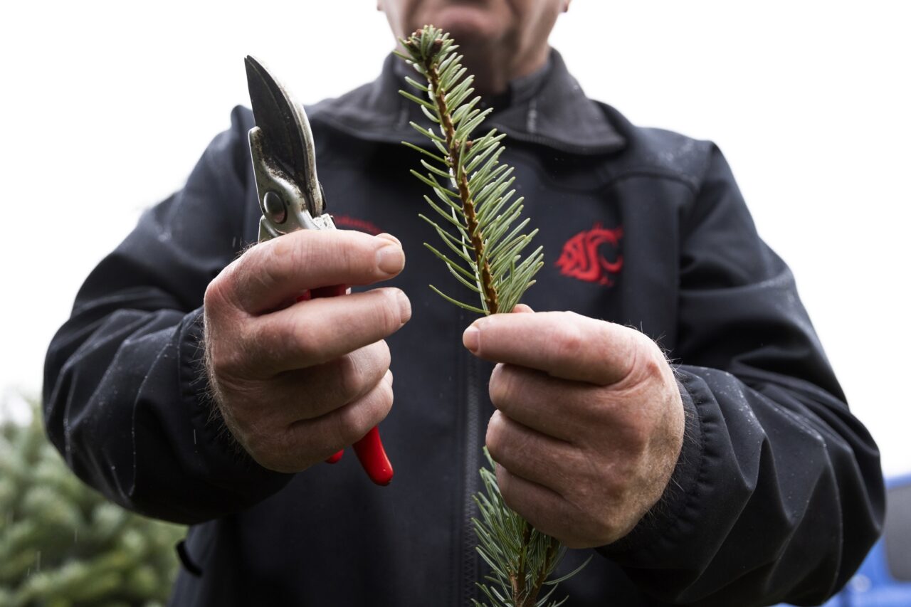 Gary Chastagner, a Washington State University professor called "Dr. Christmas Tree" shows a clipping of a Turkish fir tree being grown to help find ways to produce disease and insect-resistant Christmas trees at the school's Puyallup Research and Extension Center on Thursday, Nov. 30, 2023, in Puyallup, Wash. (AP Photo/Jason Redmond)