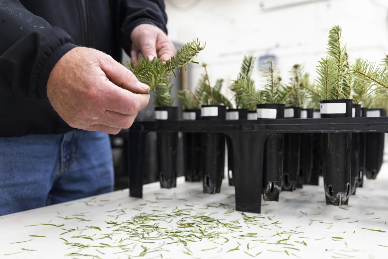 Gary Chastagner, a Washington State University professor called "Dr. Christmas Tree" demonstrates a needle-loss test on a Turkish fir sample at the school's Puyallup Research and Extension Center on Thursday, Nov. 30, 2023, in Puyallup, Wash. Chastagner has been working with breeders to see if species from other parts of the world — for instance, Turkish fir — are better adapted to conditions being wrought by climate change. (AP Photo/Jason Redmond)