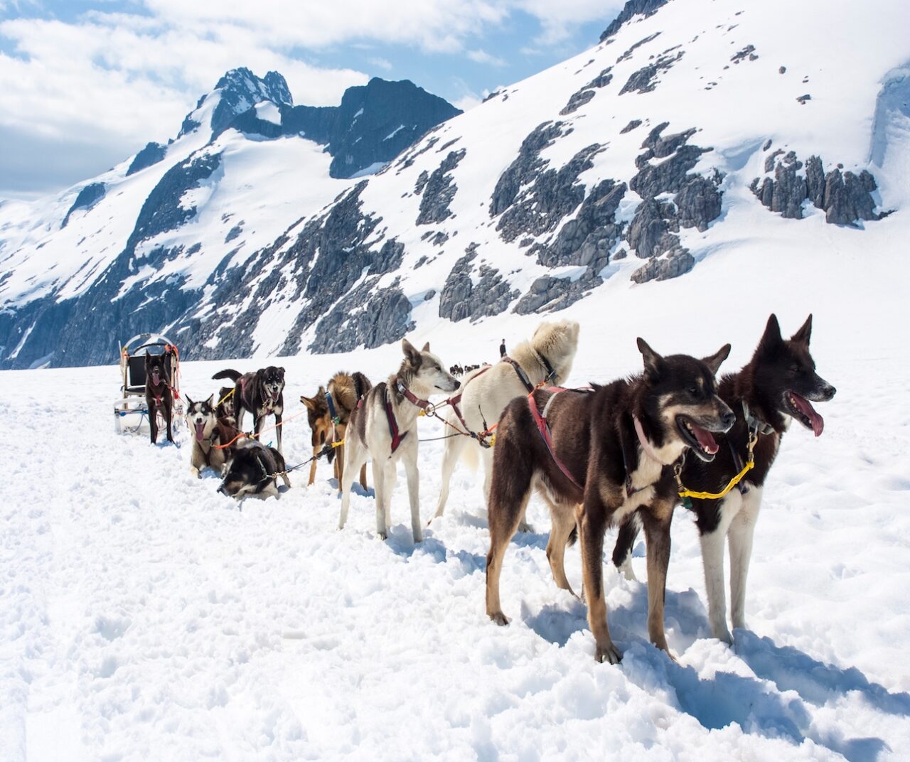 Mushers train with their dogs to win winter races