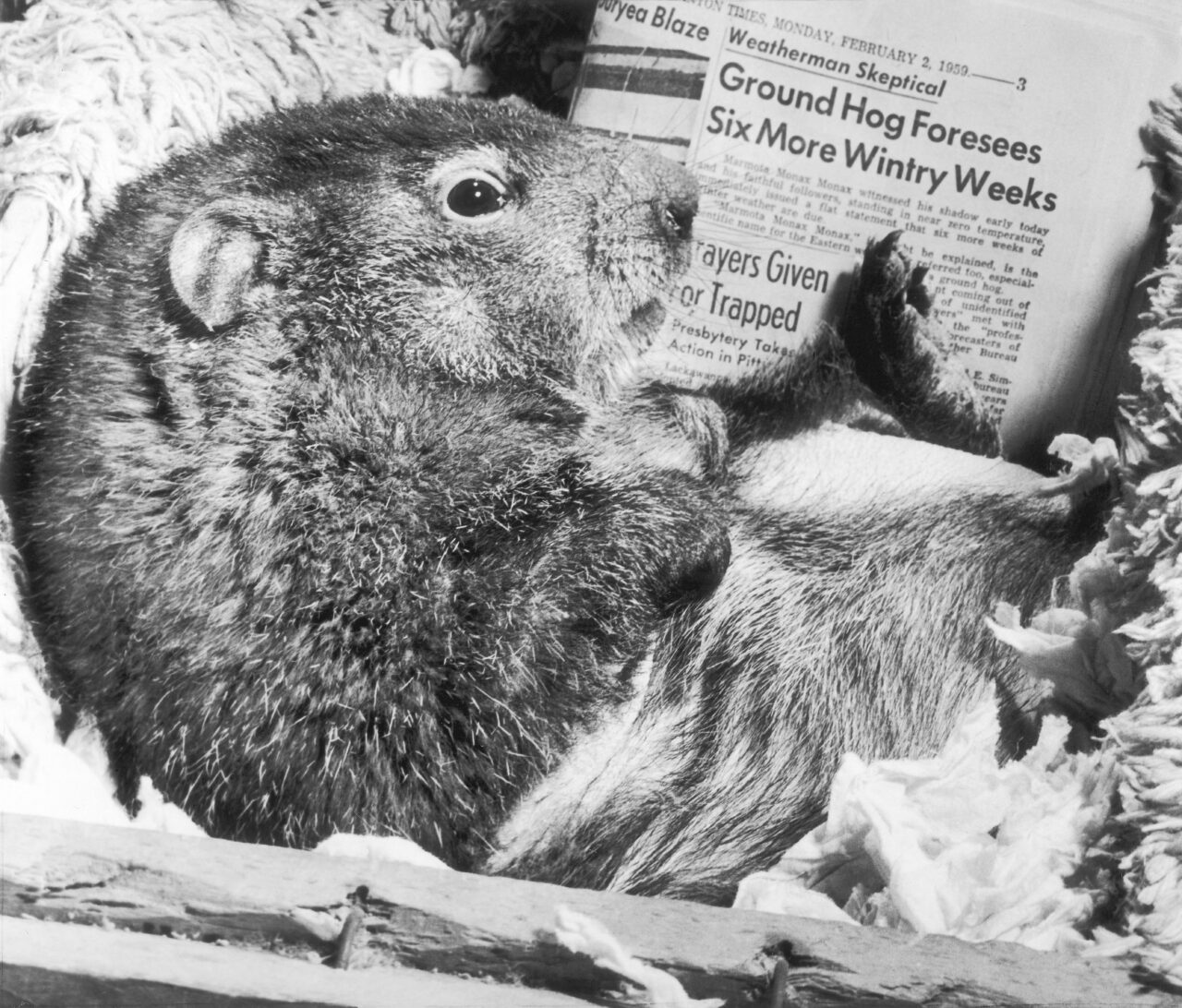 FILE - Mr. Groundhog relaxes in his bed, Feb. 3, 1959, in Scranton, Pa., after making his prediction. Appearing to scan the newspaper to check the facts is this frisky pet of Alex Jimoosky Jr. The arrival of annual Groundhog Day celebrations Friday, Feb. 2, 2024, will draw thousands of people to see celebrity woodchuck Phil at Gobbler's Knob in Punxsutawney, Pa. — an event that exploded in popularity after the 1993 Bill Murray movie. (AP Photo, File)