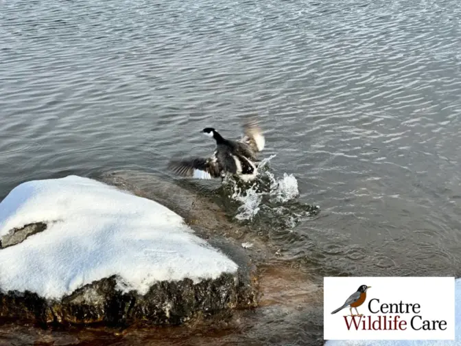 A grebe running on water before taking off, after being rescued and released by volunteers and Centre Wildlife Care. The birds made emergency landings in central Pennsylvania during a snowstorm in January 2024.