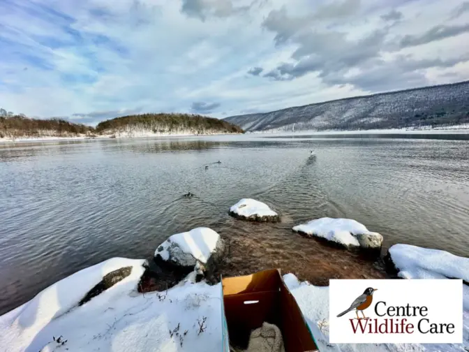 Several of the grebes took off, after volunteers and Centre Wildlife Care rescued them in central Pennsylvania in January 2024 after a snowstorm grounded the birds.