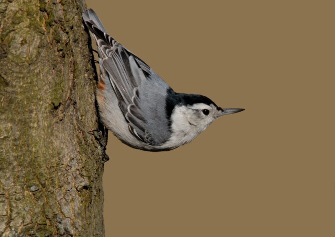 The white-breasted nuthatch can often be found climbing trees