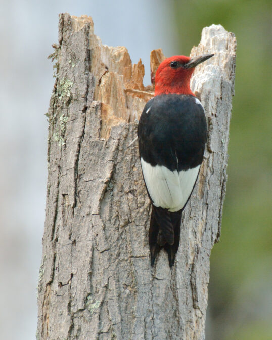 A red-headed woodpecker poses for the camera.