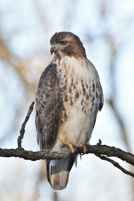 A red-tailed hawk with a slight mohawk chills on a branch