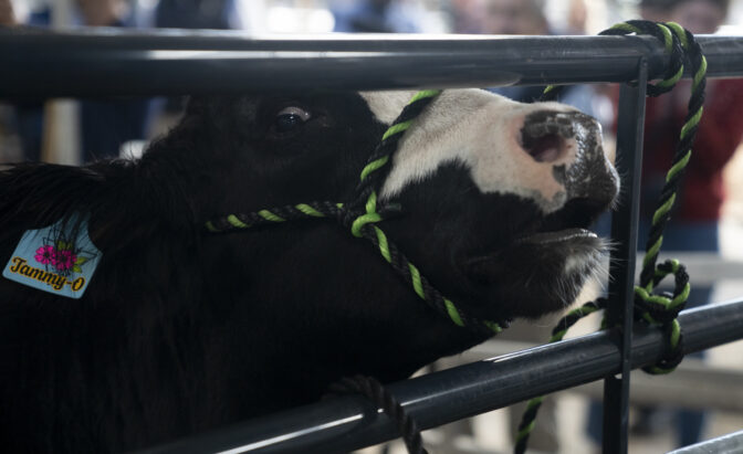 Cow goes "moo" at 2024 Pennsylvania Farm Show. Ben Wasserstein- WITF