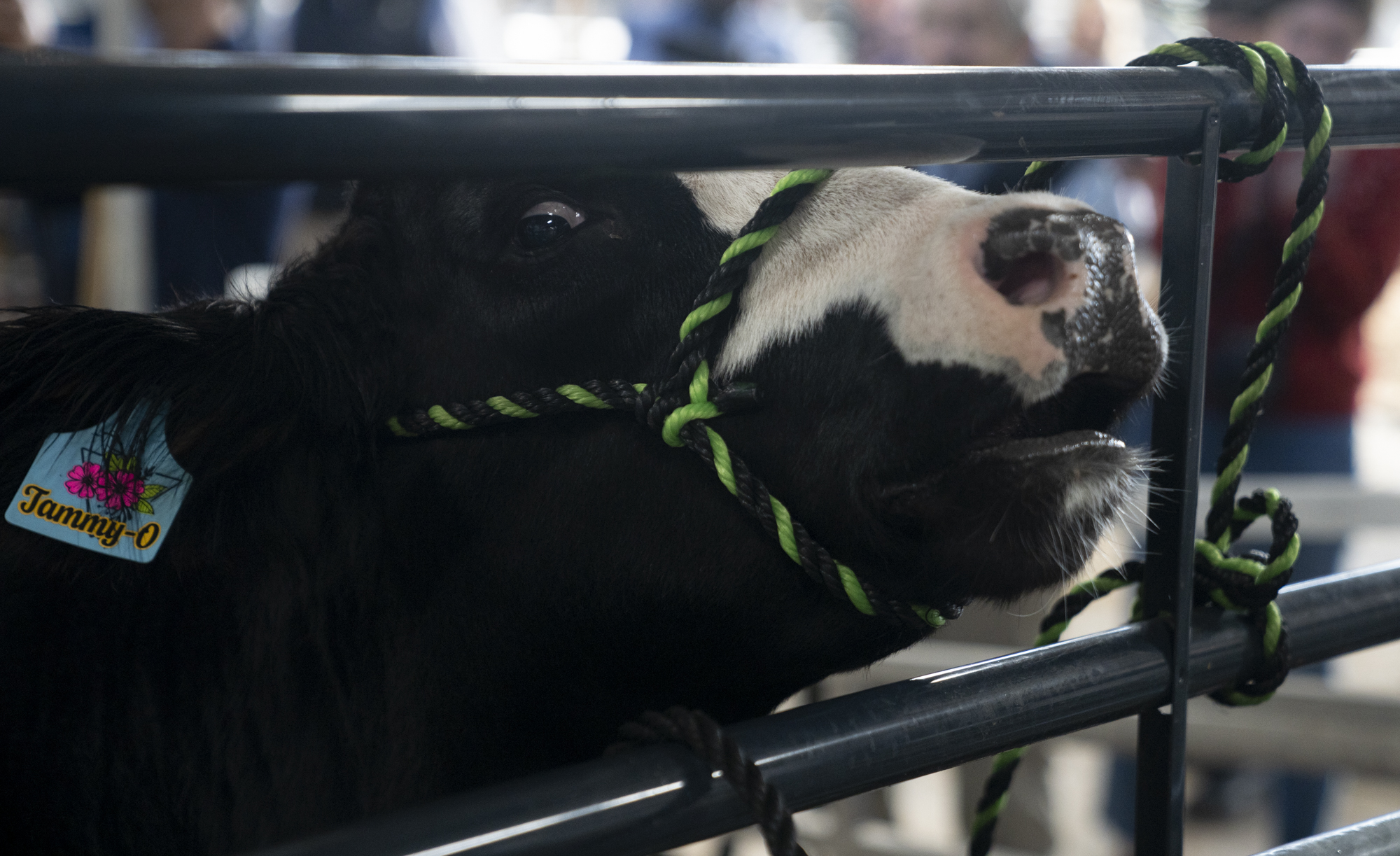 Pennsylvania’s 2024 Farm Show is almost here. Here is what to know WITF