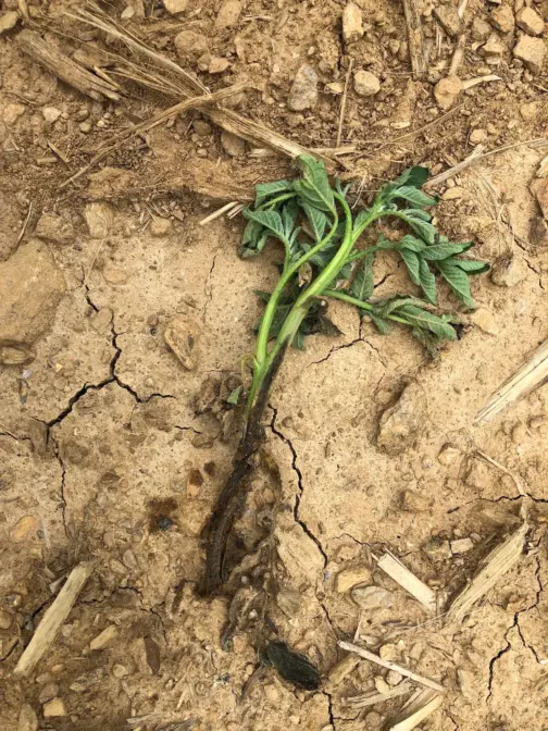 A young potato plant has wilted and died because of a bacterial infection. (Courtesy of Robert E. Leiby)