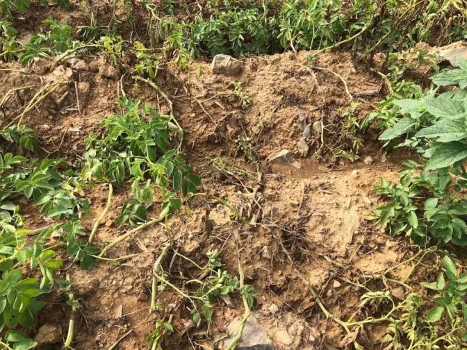 Maturing potato plants are in a field with infected plants. (Courtesy of Robert E. Leiby)