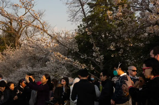 Resident and visitors take photos of "Stumpy" the cherry tree in the Tidal Basin on Wednesday March 20th, 2024. Stumpy along with 150 more trees will be cut down later this spring as part of a project to rebuild and raise the seawalls around the basin.Zayrha Rodriguez/NPR