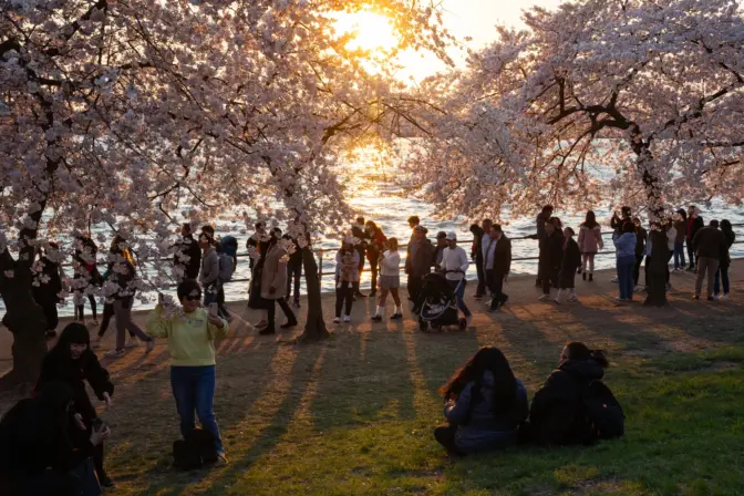 People visit the Tidal Basin in Washington D.C., during Cherry Blossom peak bloom on Wednesday, March 20th, 2024.Zayrha Rodriguez/NPR