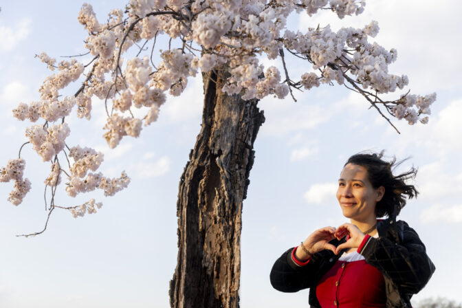Coverage of cherry trees and the peak bloom at the Tidal Basin in Washington D.C.