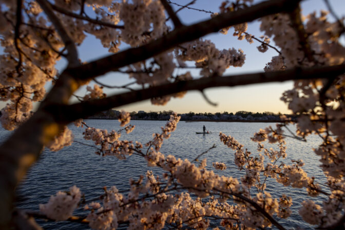 Coverage of cherry trees and the peak bloom at the Tidal Basin in Washington D.C.