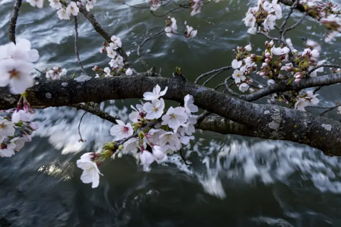 Coverage of cherry trees and the peak bloom at the Tidal Basin in Washington D.C. Cherry blossoms hover right above the Tidal Basin water level.Tyrone Turner/WAMU