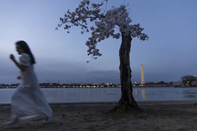 Coverage of cherry trees and the peak bloom at the Tidal Basin in Washington D.C.