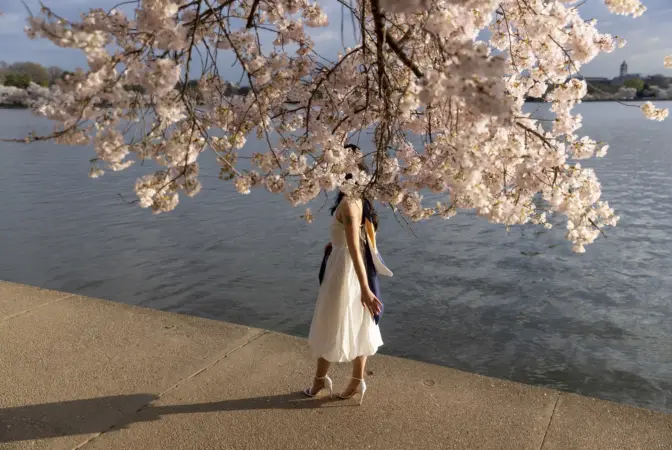 Coverage of cherry trees and the peak bloom at the Tidal Basin in Washington D.C. A person poses with the cherry blossoms in their graduation outfit.Tyrone Turner/WAMU