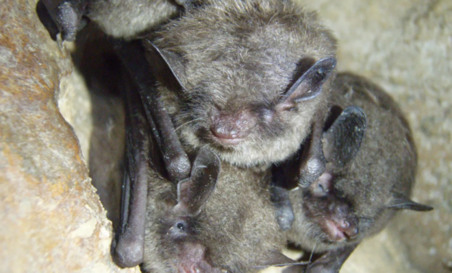The company needed clearances from the U.S. Fish and Wildlife Service so ensure the project wouldn't harm sensitive wildlife like endangered Indiana bats. 
