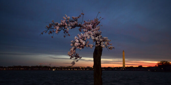 A beloved Cherry Blossom tree named ‘Stumpy’ will bloom for the last time this as blossoms reach peak bloom early at the Tidal Basin in Washington DC on March 18, 2023. Visitors are heard sadly saying farewell as they pass by the cherished tree.