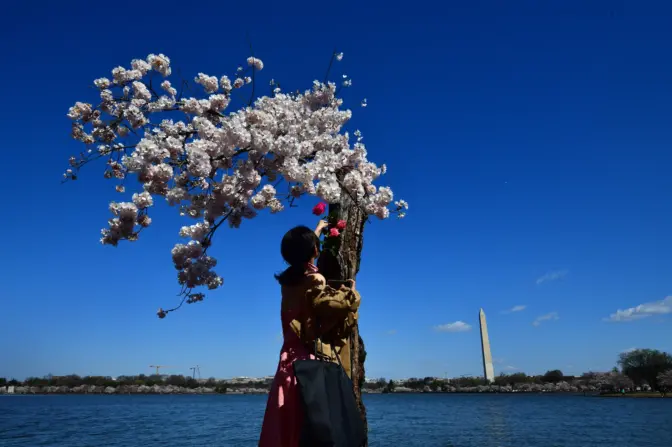Jiayi Zheng leaves a flower for a beloved cherry blossom tree named 'Stumpy'. Visitors said goodbye as it will be cut down later this spring.Carol Guzy for NPR