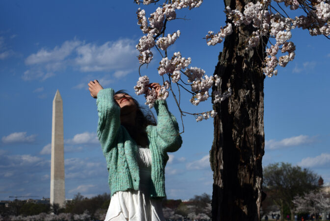 Cherry blossoms reach peak bloom early at the Tidal Basin in Washington DC on March 20, 2023. A beloved cherry blossom tree named ‘Stumpy’ will bloom for the last time this year. Visitors are heard sadly saying farewell as they pass by the cherished tree that has become a symbol of resilience.