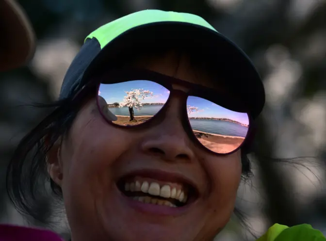 A woman enjoys the Cherry blossoms during peak bloom. 'Stumpy' can be seen reflected in her sunglasses.Carol Guzy for NPR