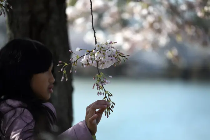 A girl touches the cherry blossoms.Carol/Carol Guzy for NPR