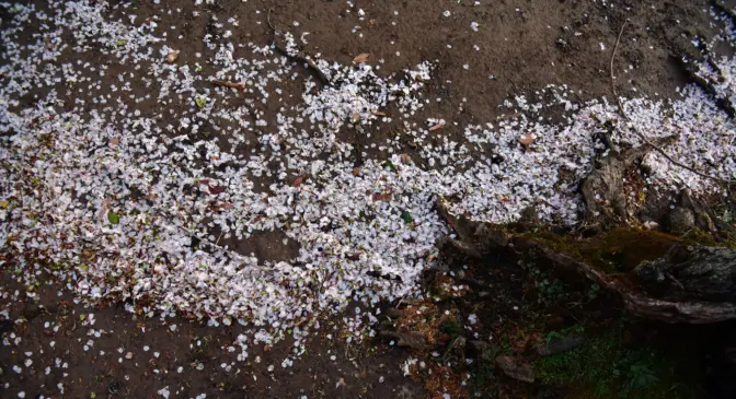 Cherry blossoms carpet the ground around the Tidal Basin, in Washington, D.C.Carol Guzy for NPR