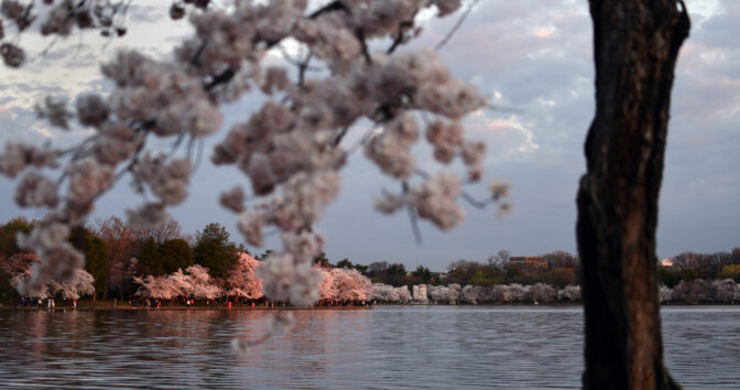 Cherry blossoms reach peak bloom early at the Tidal Basin in Washington DC on March 20, 2023. A beloved cherry blossom tree named ‘Stumpy’ will bloom for the last time this year. Visitors are heard sadly saying farewell as they pass by the cherished tree that has become a symbol of resilience.