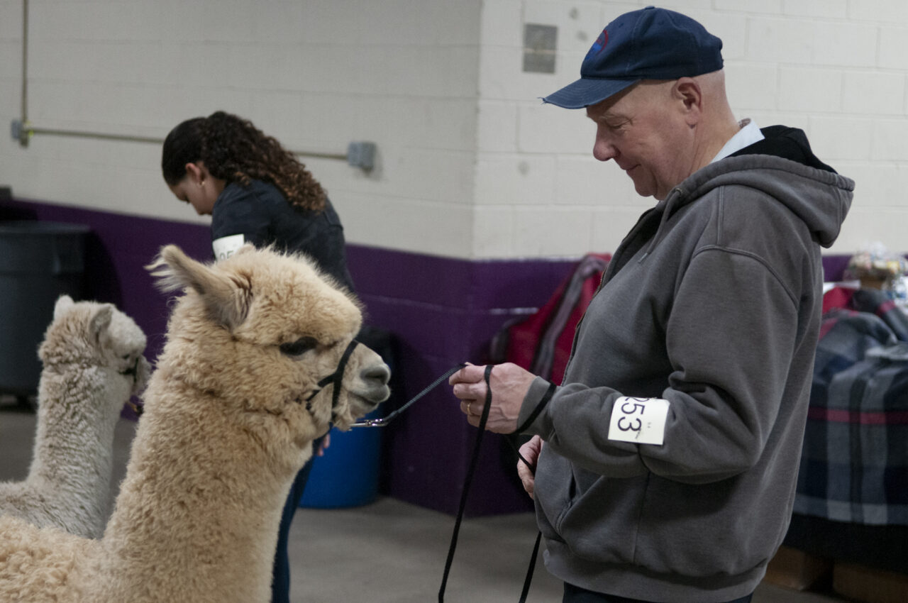 David Wysong of Littlestown with his alpaca Sweet Mollie on April 5, 2024 at the Eastern Alpaca Jamboree held at the Pennsylvania Farm Show Complex. (Jeremy Long - WITF)