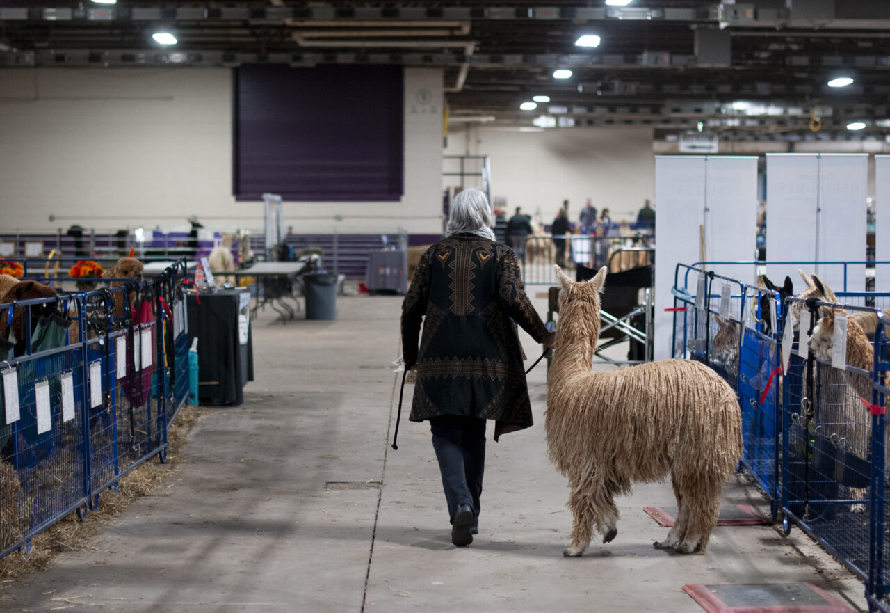 An alpaca on April 5, 2024 at the Eastern Alpaca Jamboree held at the Pennsylvania Farm Show Complex. (Jeremy Long - WITF)