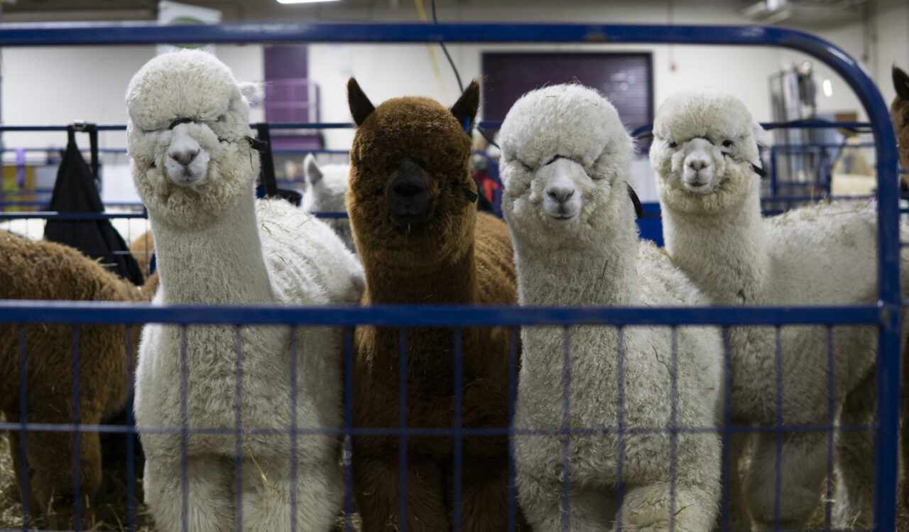 Alpacas on April 5, 2024 at the Eastern Alpaca Jamboree held at the Pennsylvania Farm Show Complex. (Jeremy Long - WITF)