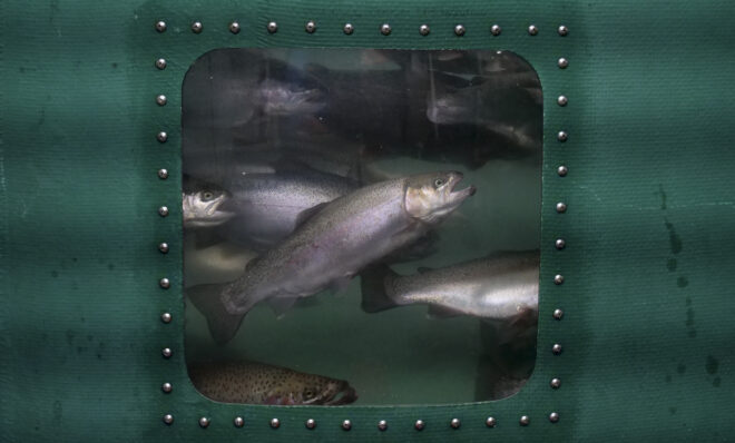 Rainbow trout swim in a tank at Onalaska High School in Onalaska, Washington on March 5, 2024. (Jeremy Long - WITF)