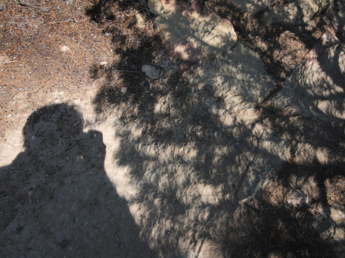 A photo shows the eclipse projected through the spaces between leaves taken on Aug. 21, 2017, in Glendo, Wyo.