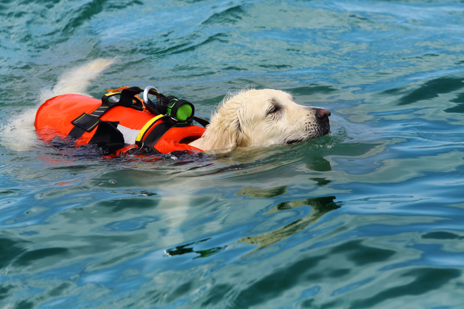 Labrador retriever with life jacket ready to rescue from the water.Other images in: