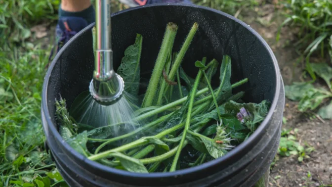Jennie Love, owner of Love ’n Fresh Flowers, uses weeds and rainwater to create organic fertilizer that filled with microbes that help plants grow. (Kimberly Paynter/WHYY)