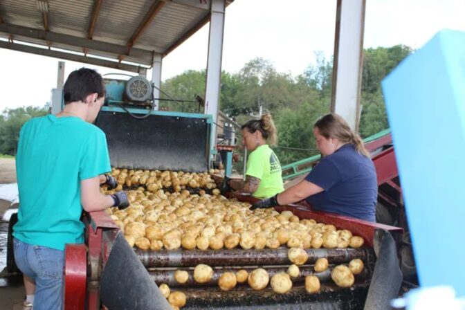 Workers eliminate damaged and small potatoes at Kevin Troyer’s farm, in Waterford, Erie County, Pennsylvania. Photo: Julie Grant/ Allegheny Front