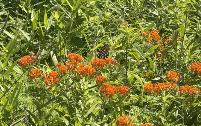 A rare eastern fritillary butterfly sits in a grassland field at Fort Indiantown Gap on July 8, 2026.