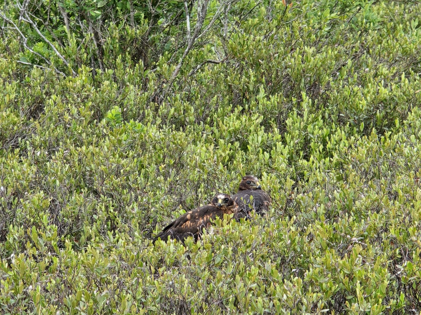 Pennsylvania Northern Harrier Project Seeks Public’s Help to Protect Threatened Bird