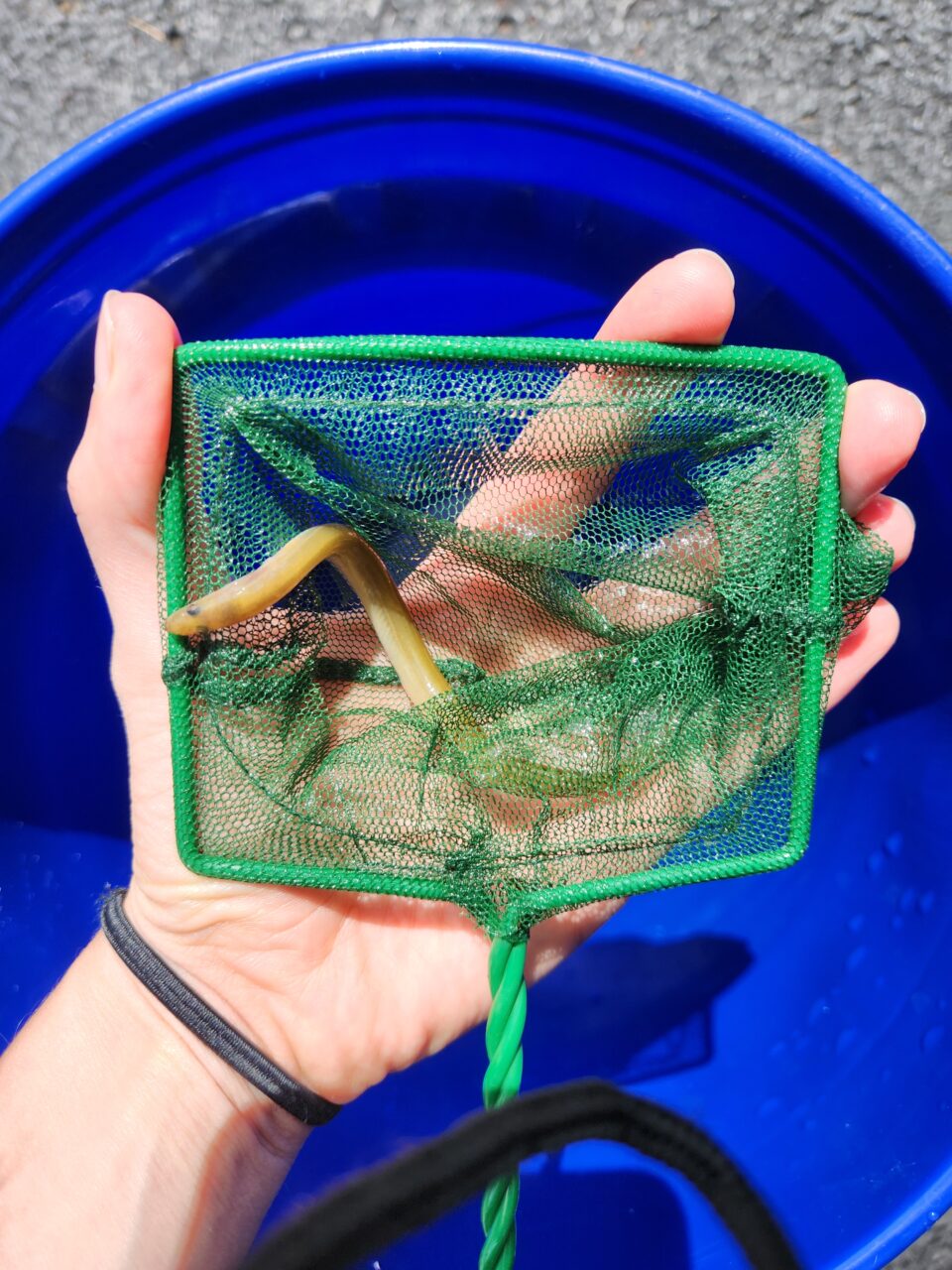 An eel in a net